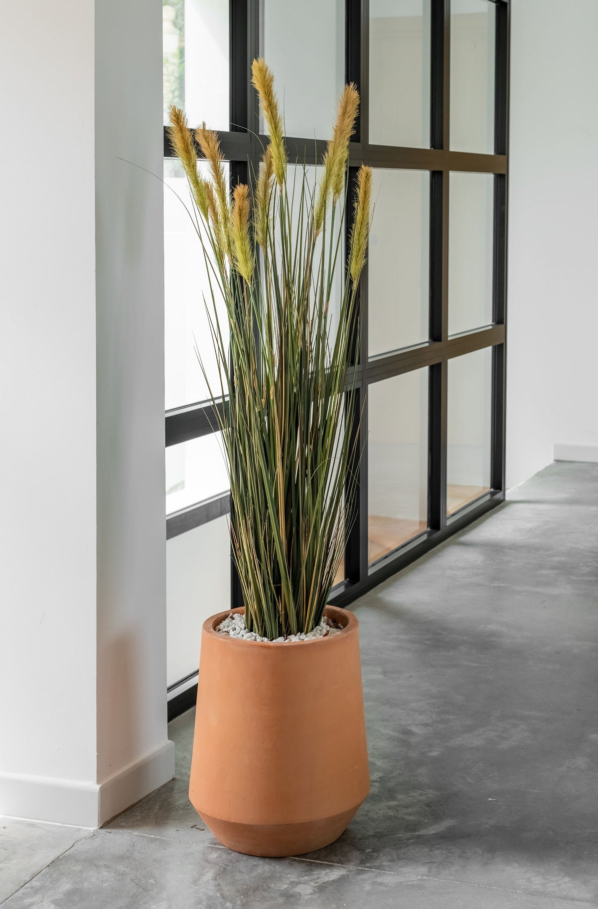 Foxtail Grass