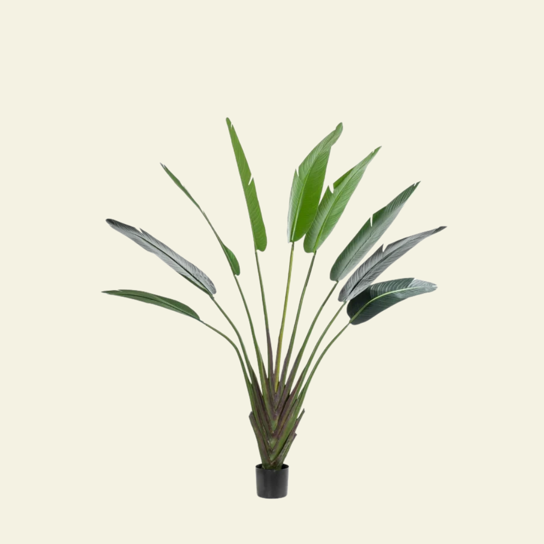 Strelitzia – 180 cm