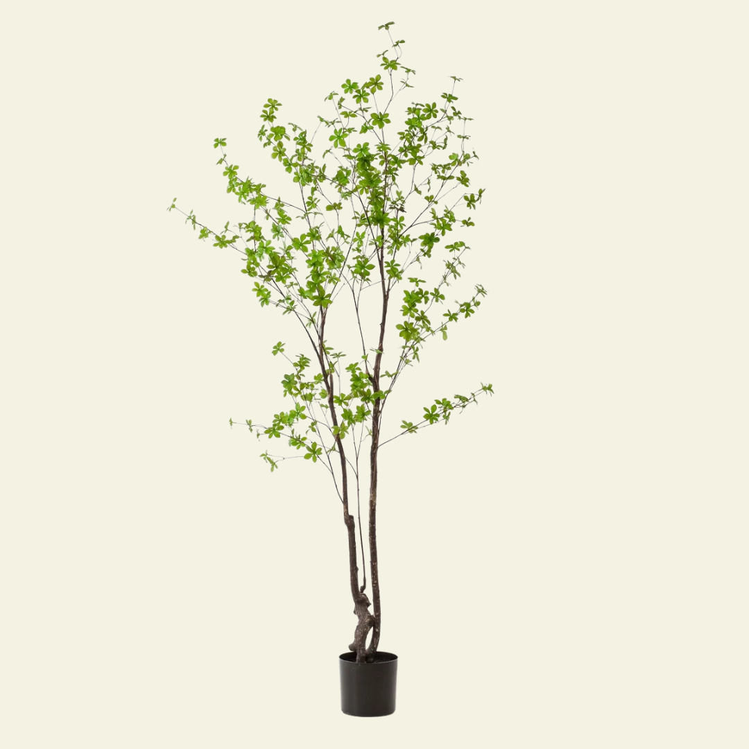 Tropaeolum Speciosum – 210 cm