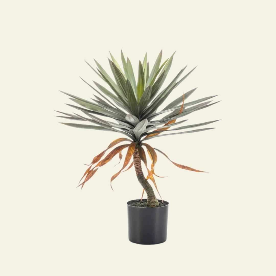 Tallo de Yuca – 75 cm