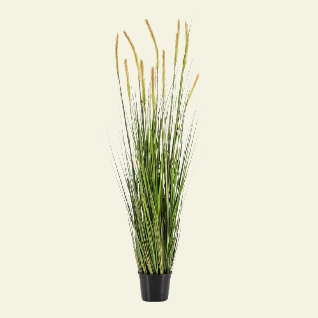 Foxtail Grass
