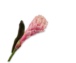 Ginger Steel Roze 97 cm