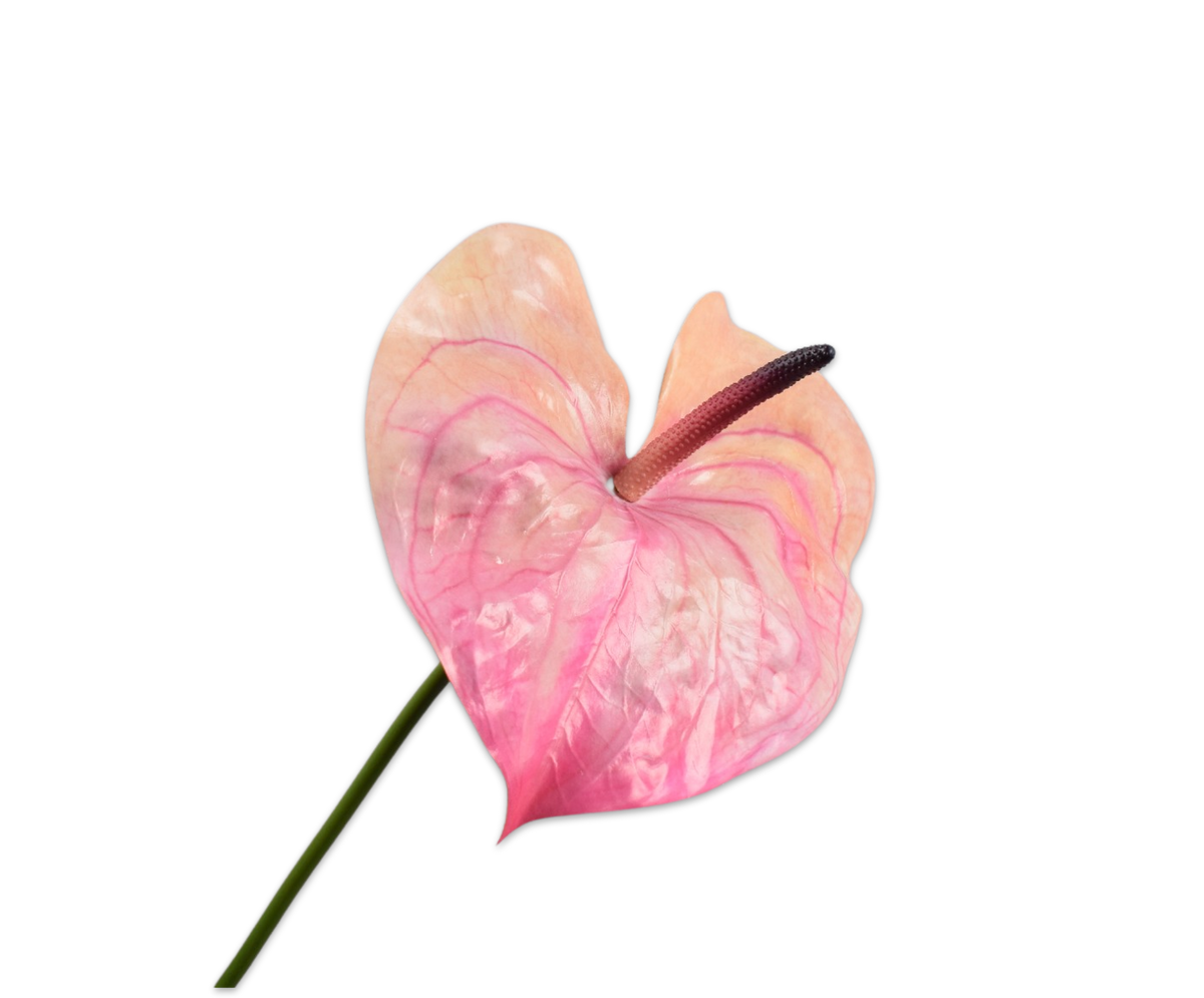 Anthurium Steel Roze Dk 81 cm