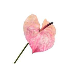 Anthurium Steel Roze Dk 81 cm