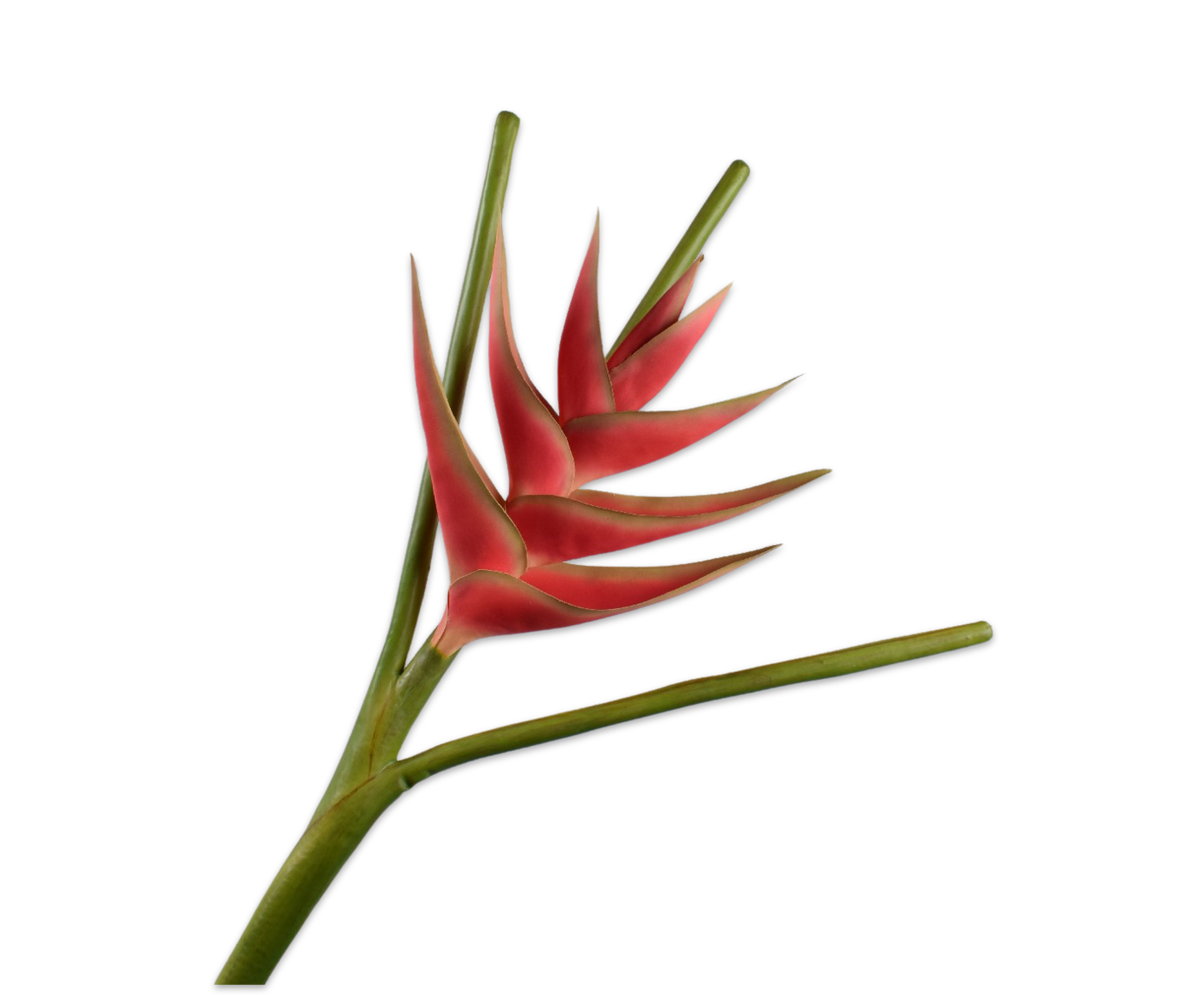 Heliconia Steel Rood 110 cm