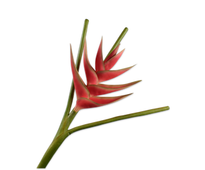 Heliconia Steel Rood 110 cm