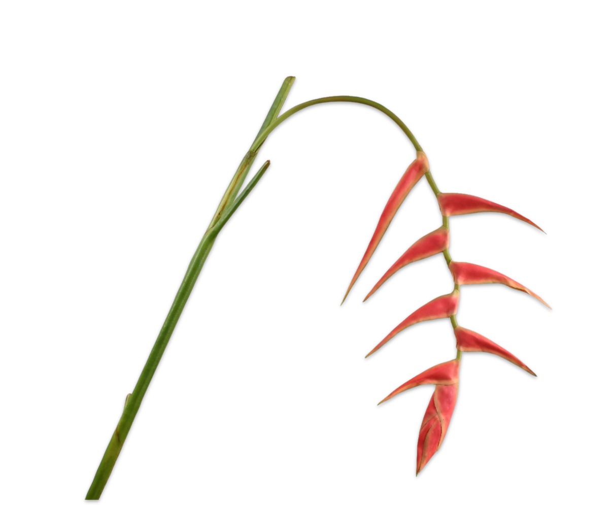 Heliconia Steel Rd/Grn 115 cm