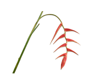 Heliconia Steel Rd/Grn 115 cm