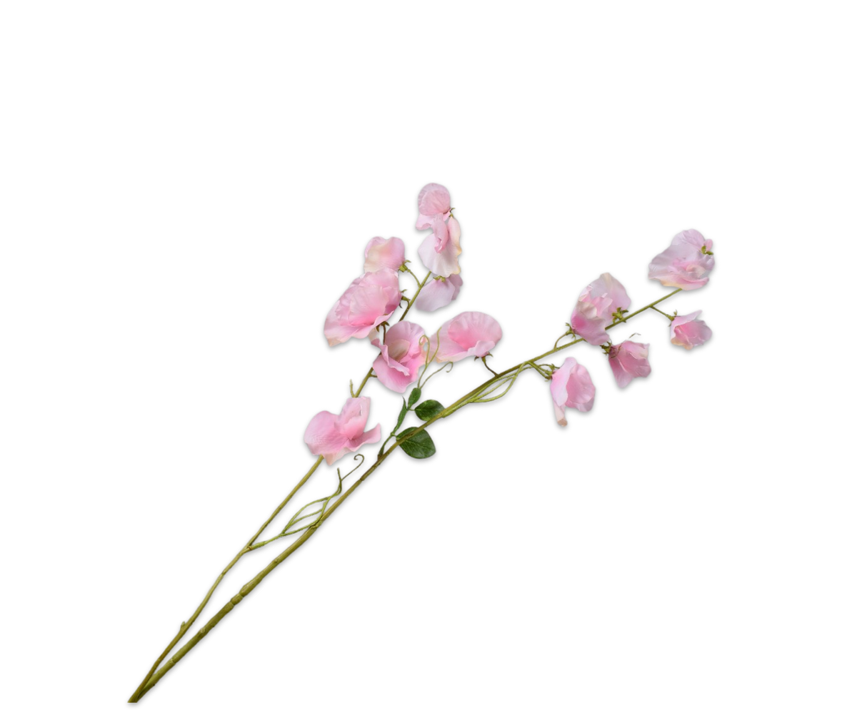 Lathyrus Tak Roze Rt 121 cm