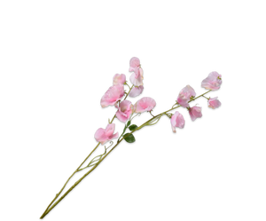 Lathyrus Tak Roze Rt 121 cm