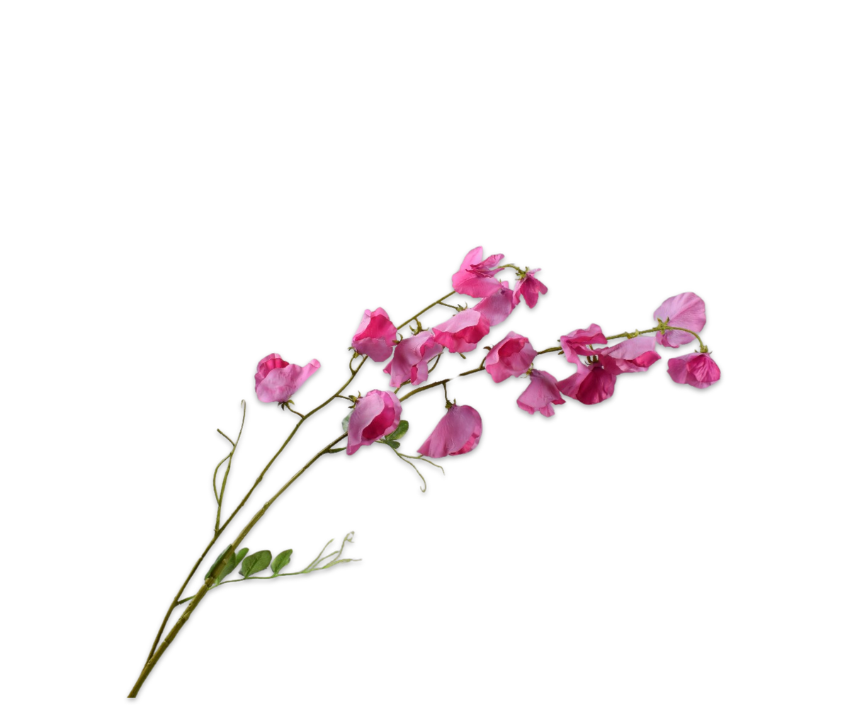 Lathyrus Tak Beauty Rt 121 cm