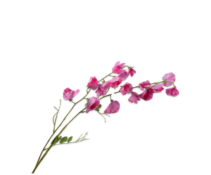 Lathyrus Tak Beauty Rt 121 cm