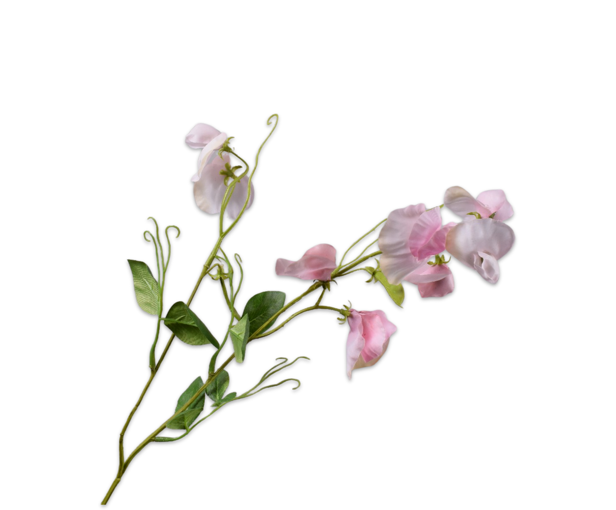 Lathyrus Tak Roze Rt 61 cm