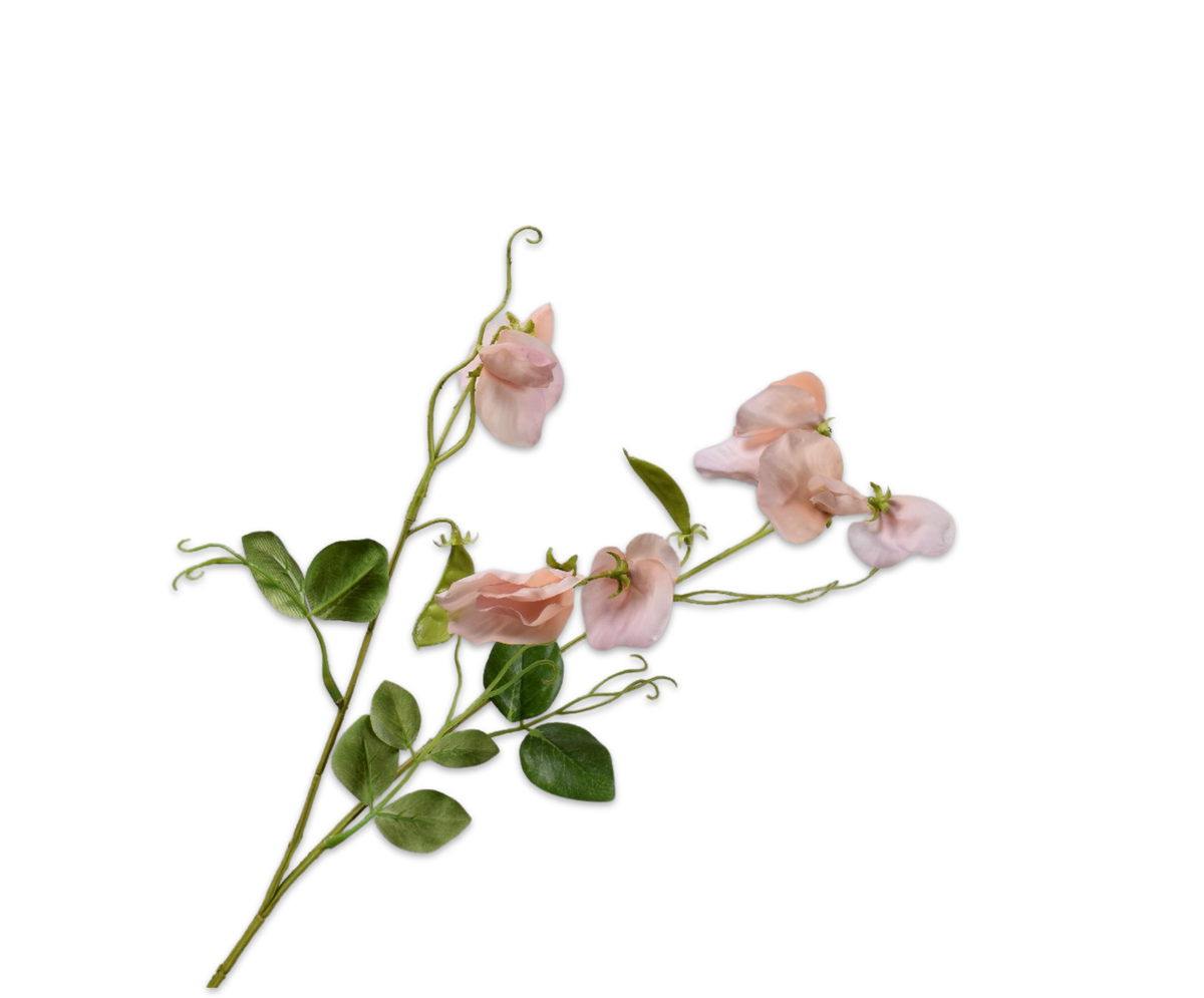 Lathyrus Tak Perzik Rt 61 cm