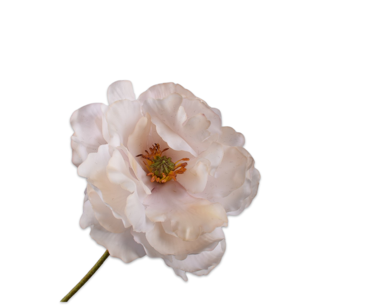 Klaproos Steel Creme Rt 73 cm