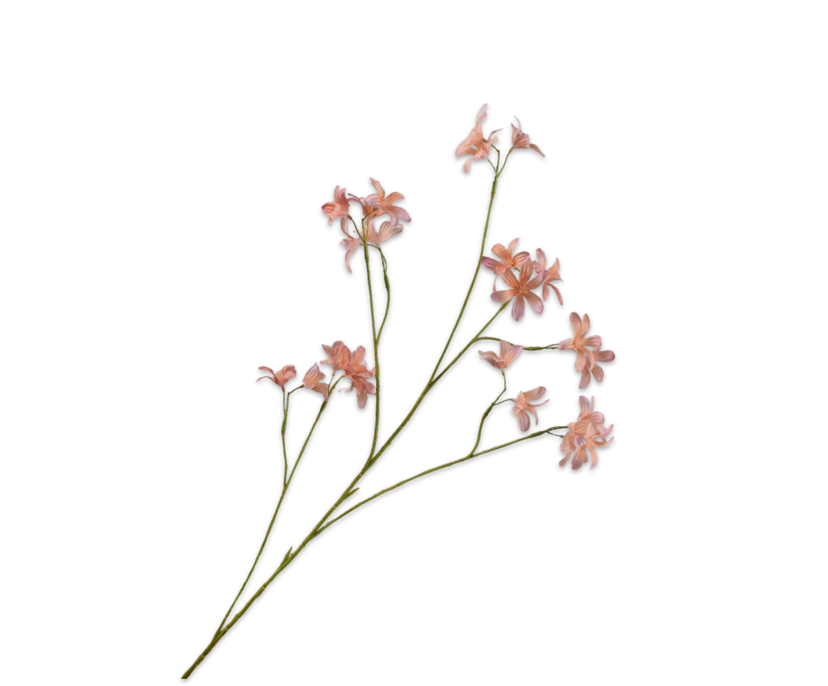 Hyacint Tak Perzik Rt 111 cm