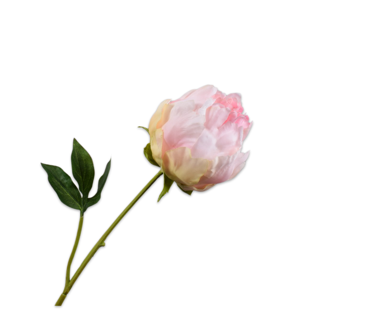 Pioen Steel Perzik Rt 58 cm