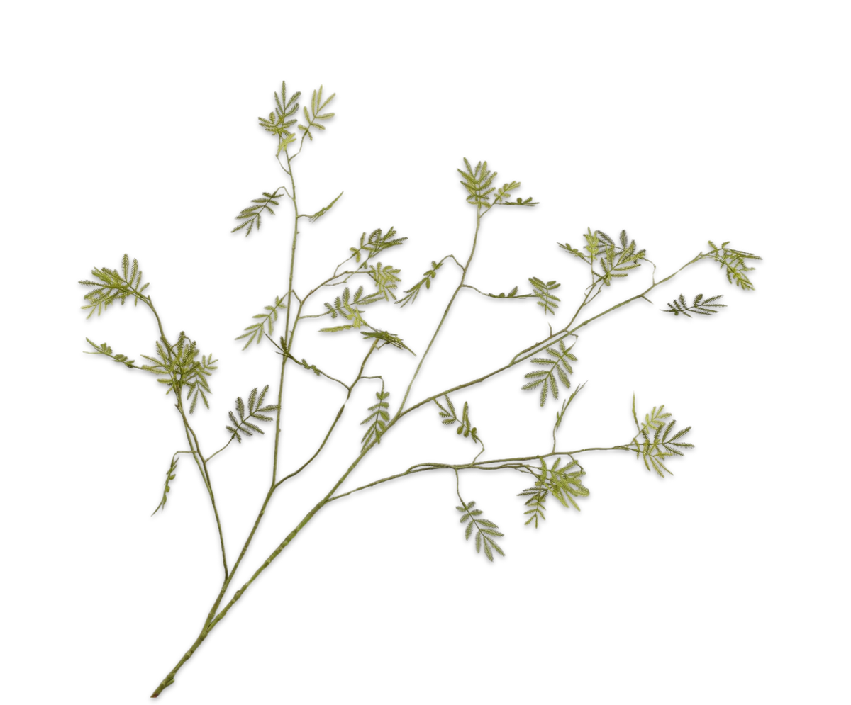 Mimosa Tak Groen 127 cm