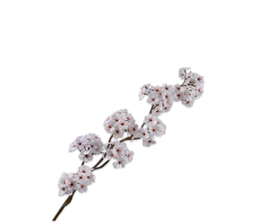 Bloesem Tak Creme 95 cm