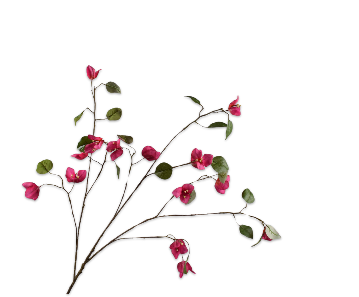 Bougainvillea Tak Beauty 125 cm