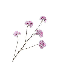 Bloesem Tak Roze 110 cm