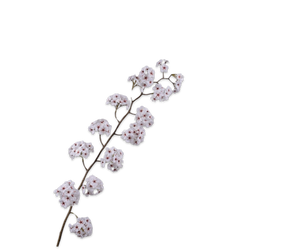 Bloesem Tak Creme 135 cm