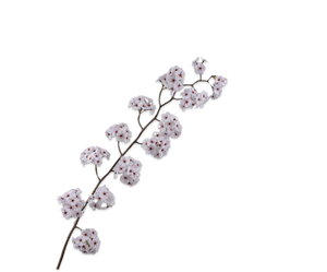 Bloesem Tak Roze 135 cm