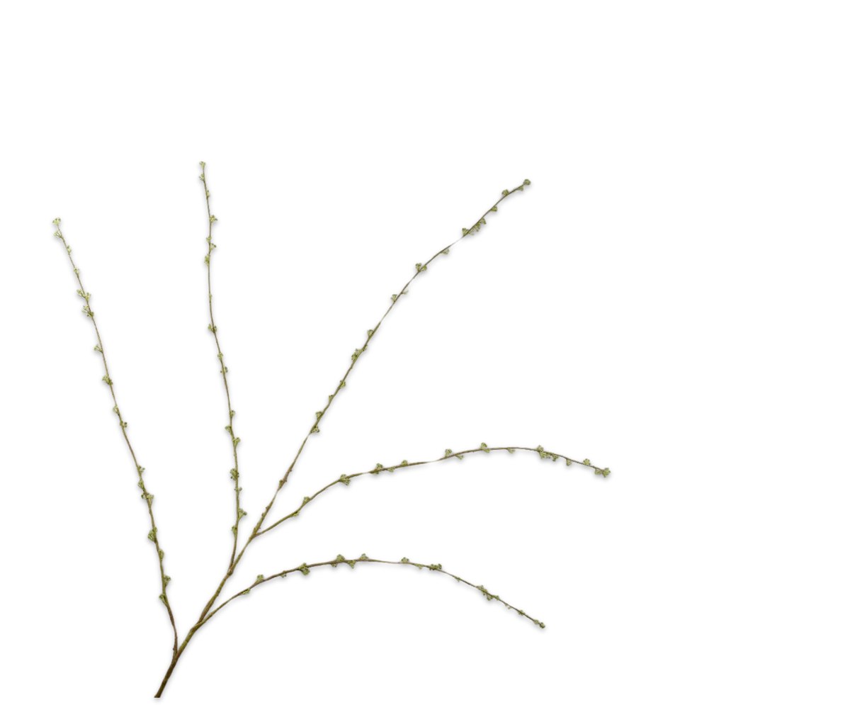 Spirea Tak Groen 166 cm