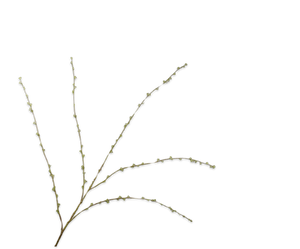 Spirea Tak Groen 166 cm