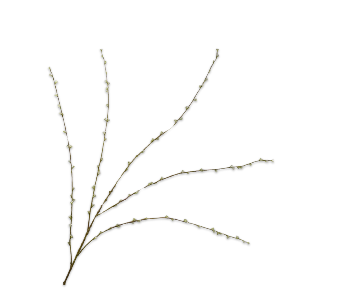 Spirea Tak Creme 166 cm