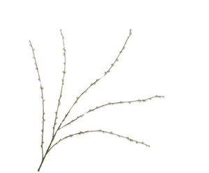 Spirea Tak Creme 166 cm