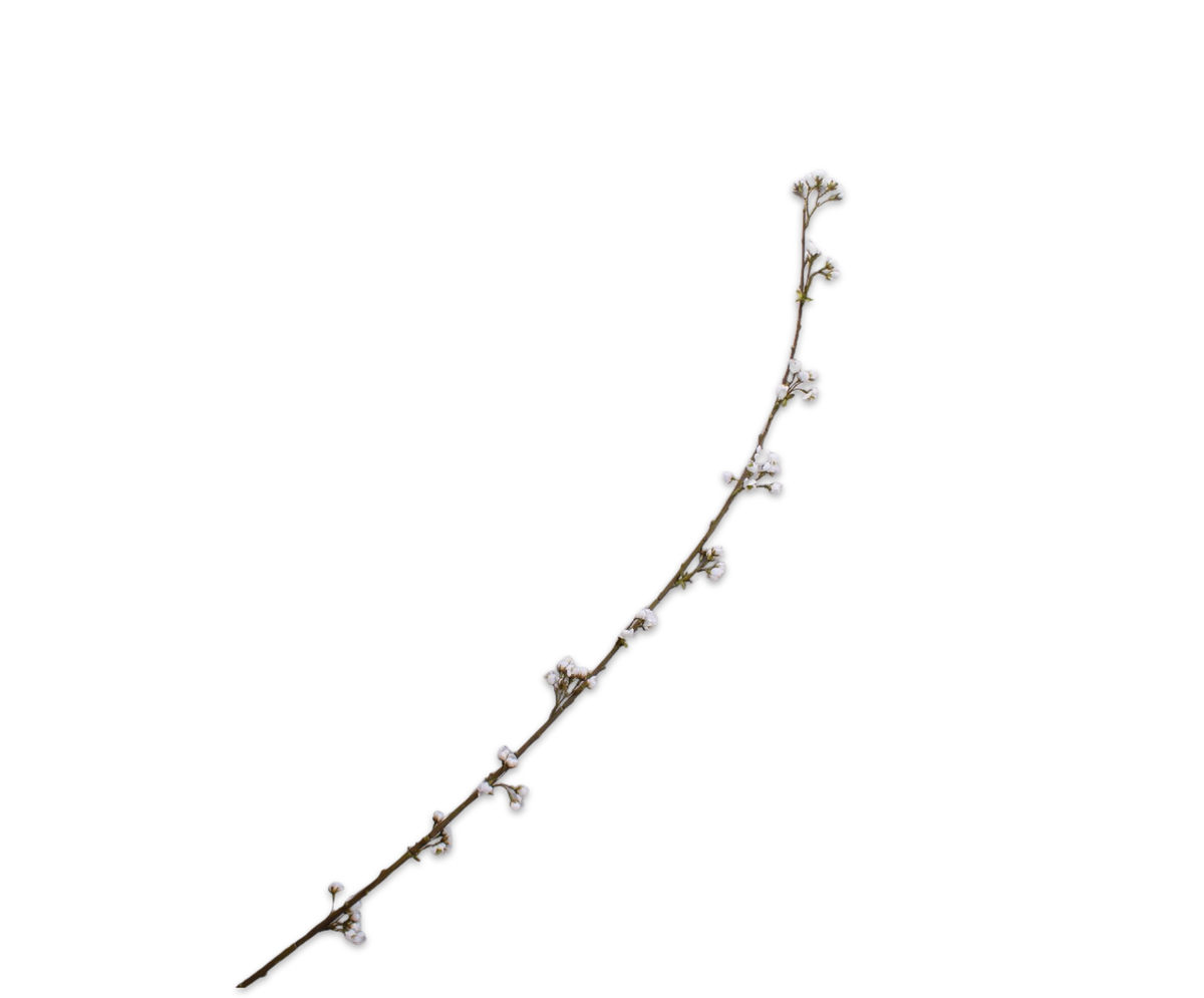 Bloesem Tak Creme 188 cm*