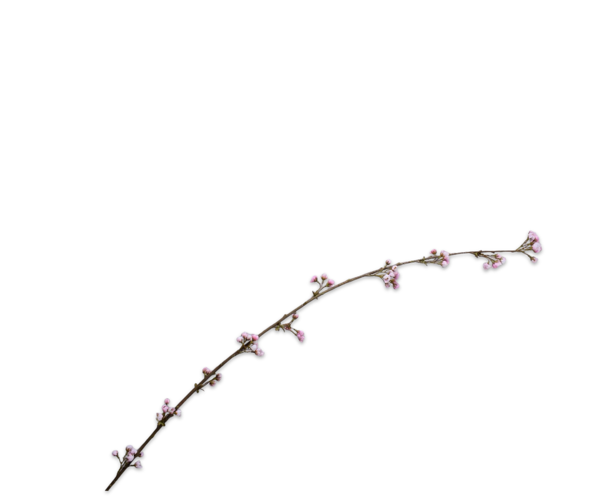 Bloesem Tak Roze 188 cm*