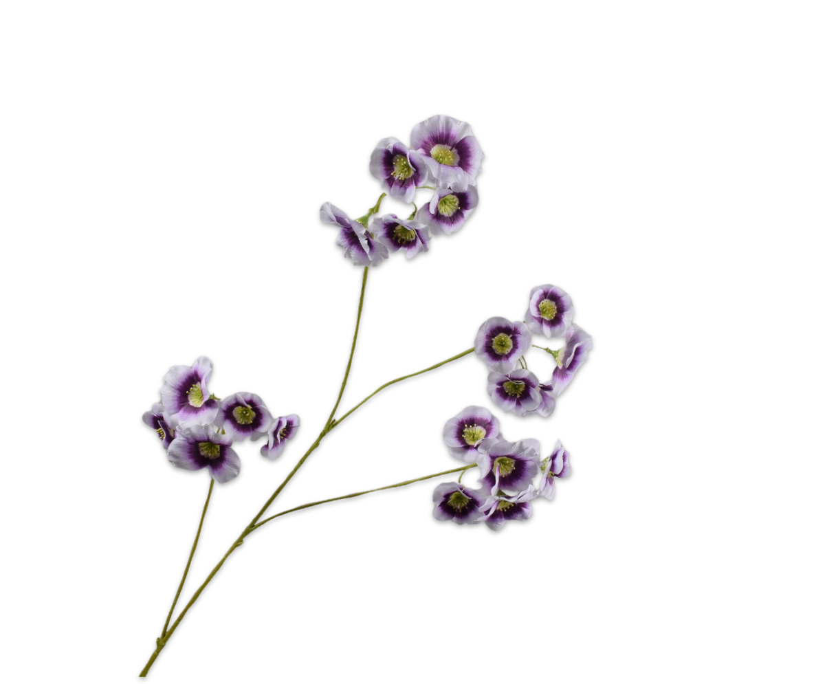 Leucocoryne Tak Lila