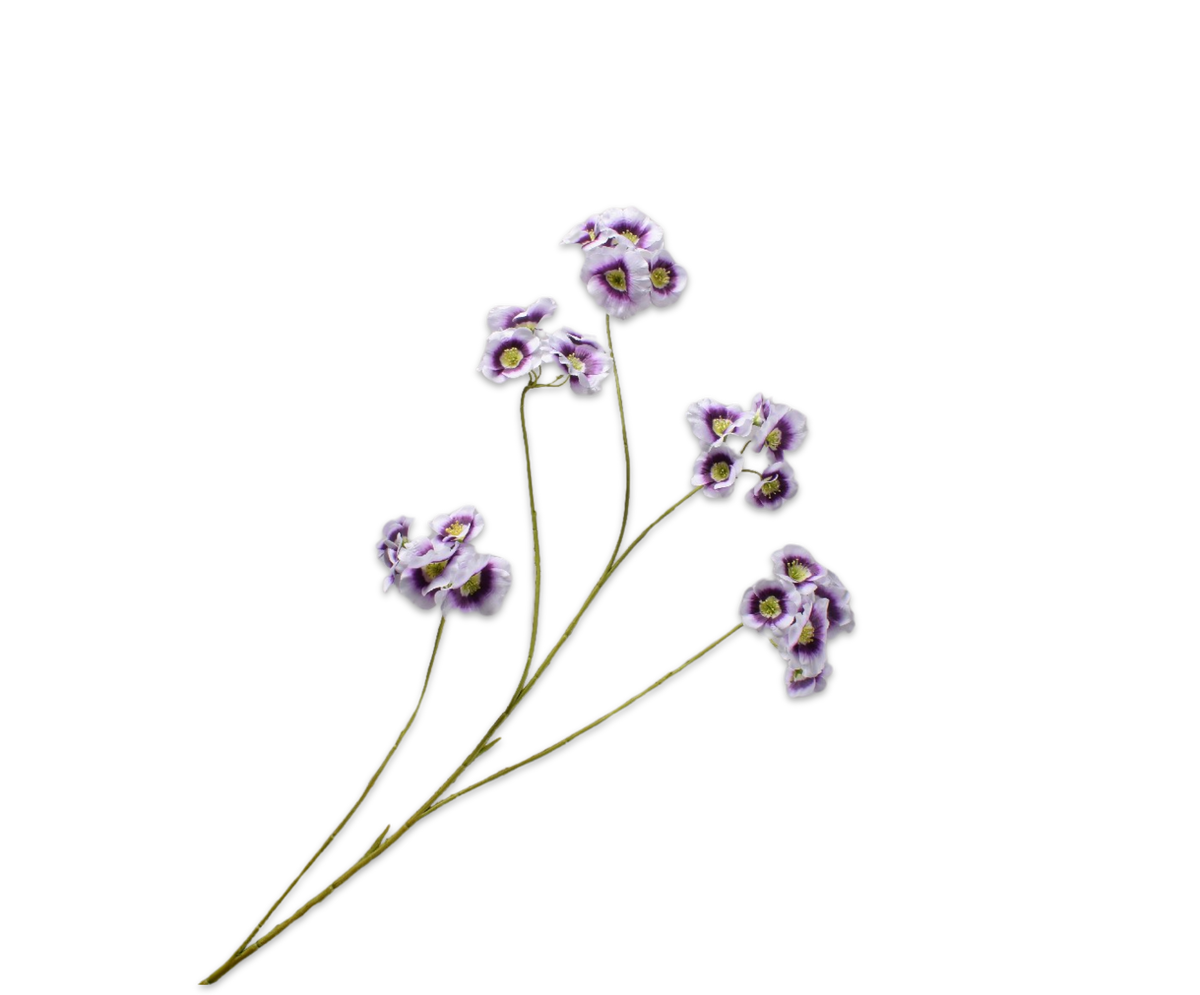 Leucocoryne Tak Lila 109 cm