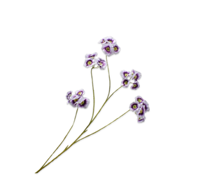 Leucocoryne Tak Lila 109 cm