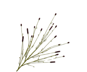 Pimpernel Tak Bruin 116 cm
