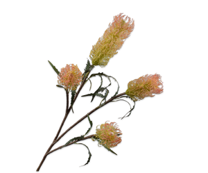 Protea Tak Perzik 114 cm