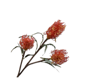 Protea Tak Oranje 86 cm