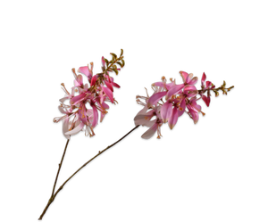 Macuna Tak Roze 104 cm