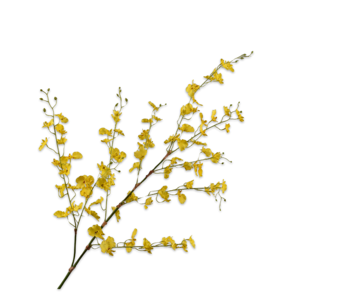 Oncidium Tak Geel 116 cm