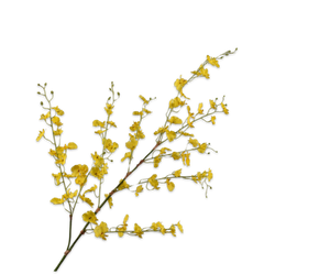 Oncidium Tak Geel 116 cm