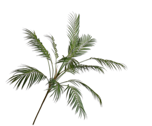 Palm Tak Groen 178 cm