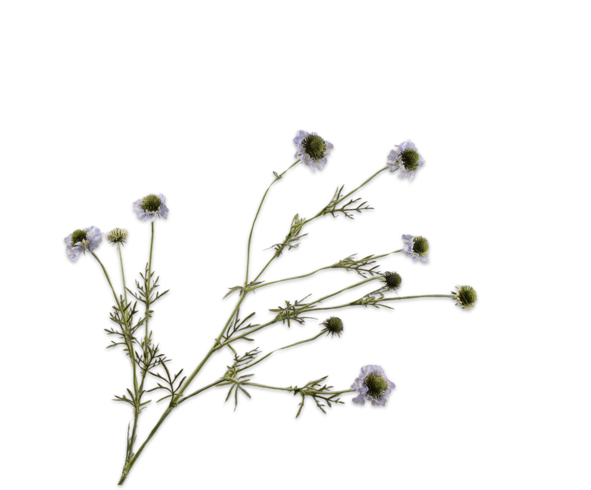 Scabiosa Tak Lila 127 cm