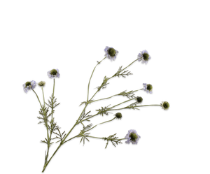 Scabiosa Tak Lila 127 cm