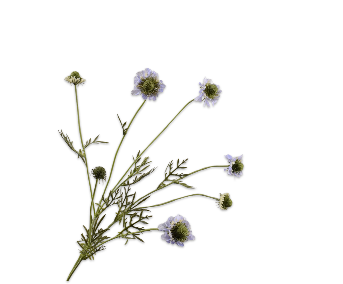 Scabiosa Tak Lila 89 cm