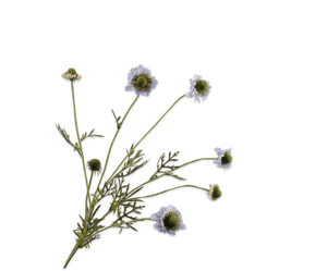 Scabiosa Tak Lila 89 cm