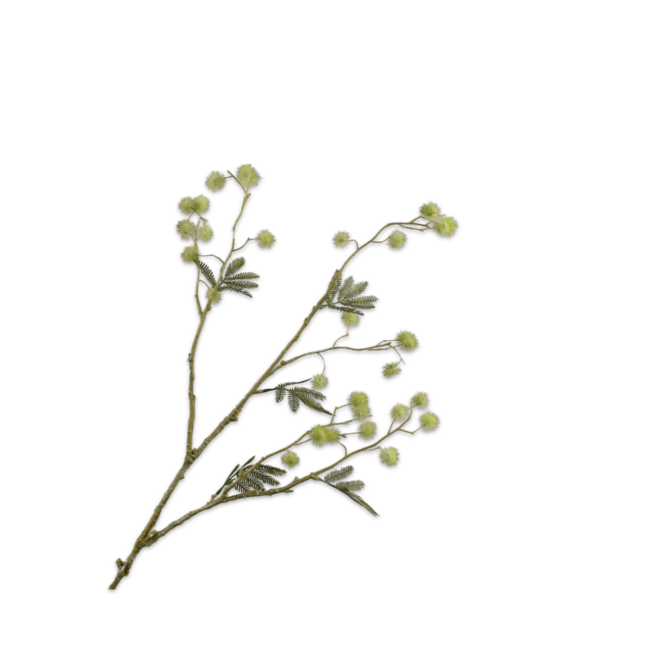 Mimosa Tak Groen 95 cm