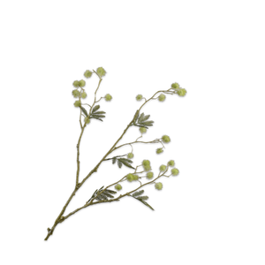 Mimosa Tak Groen 95 cm
