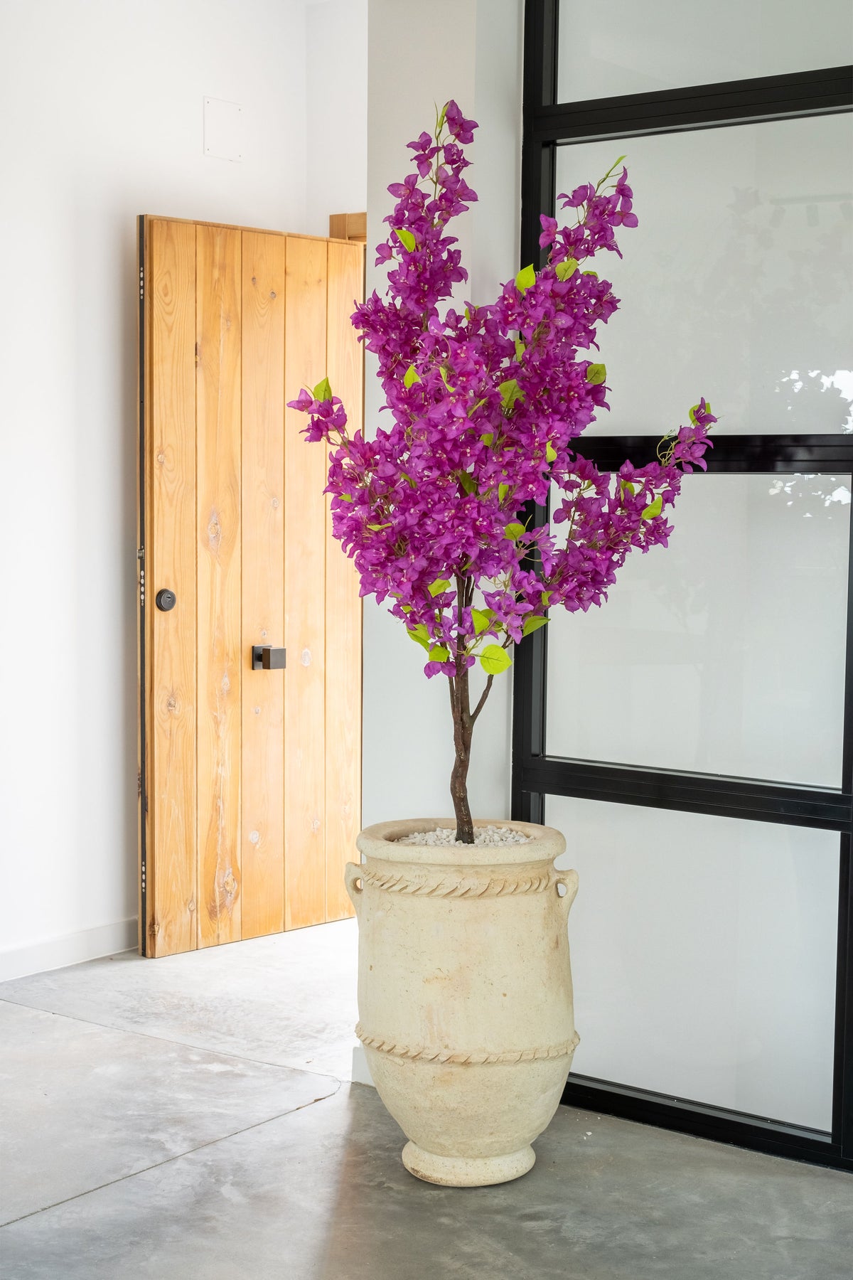 Buganvilla Morada de 145 cm